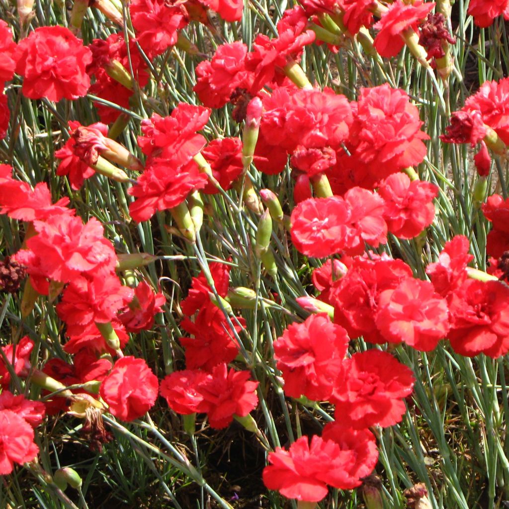 Clavel coronado David - Dianthus plumarius