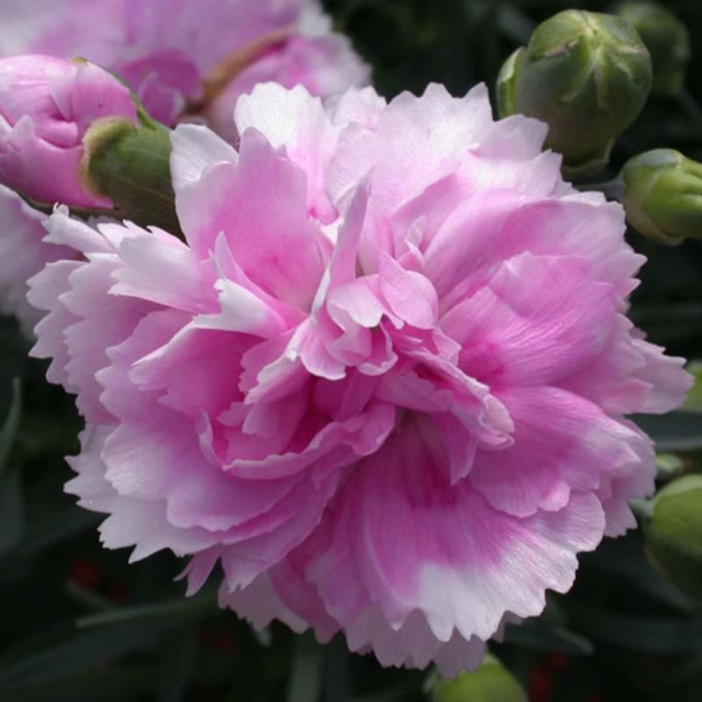 Clavel coronado Scent First Iced Gem - Dianthus plumarius