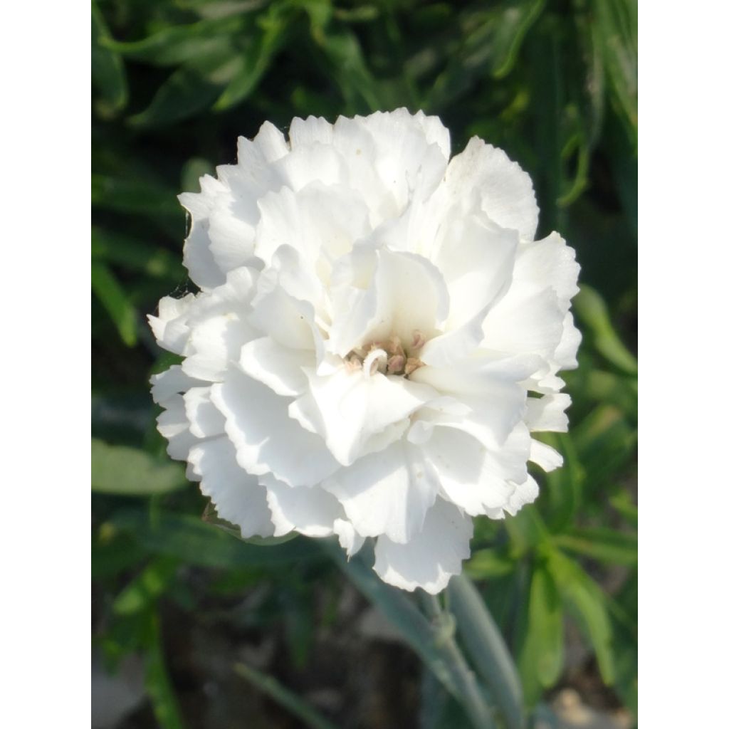 Clavel coronado Devon Dove - Dianthus plumarius