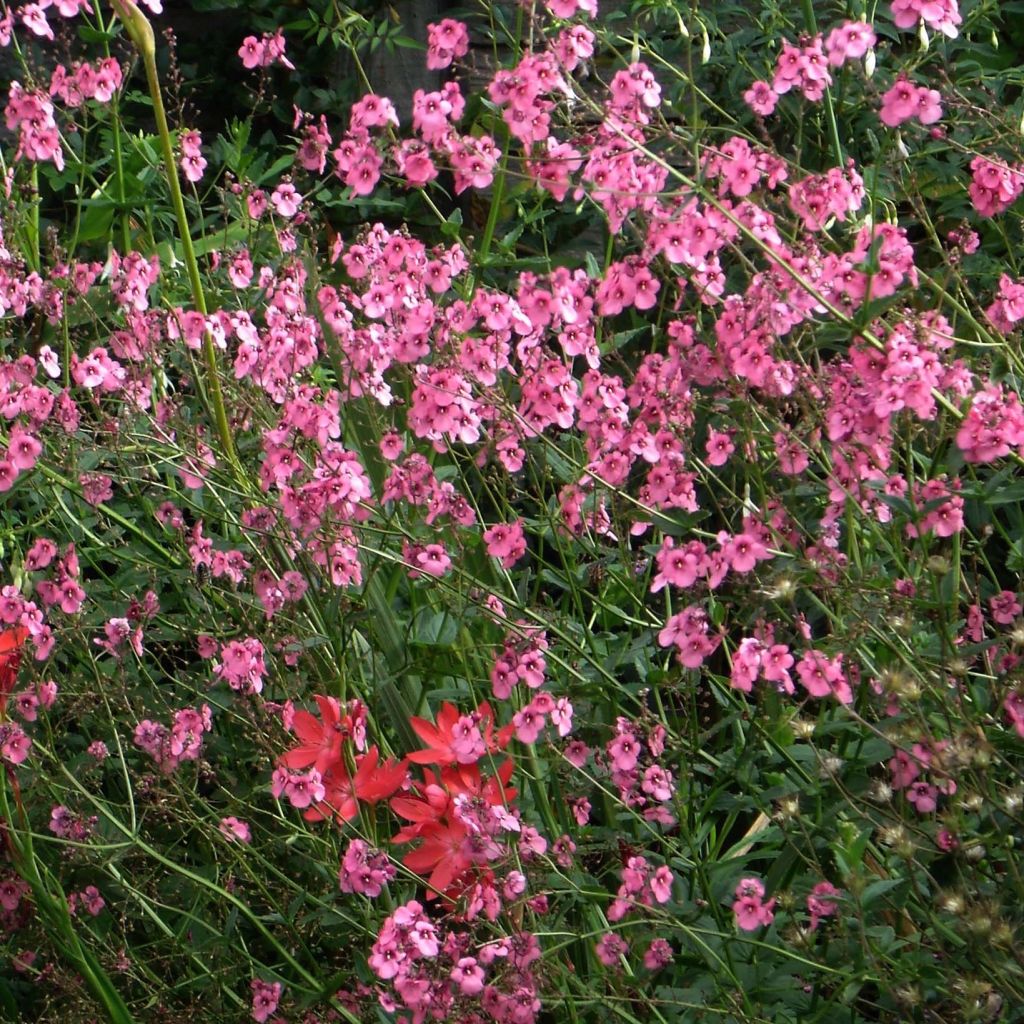 Diascia personata