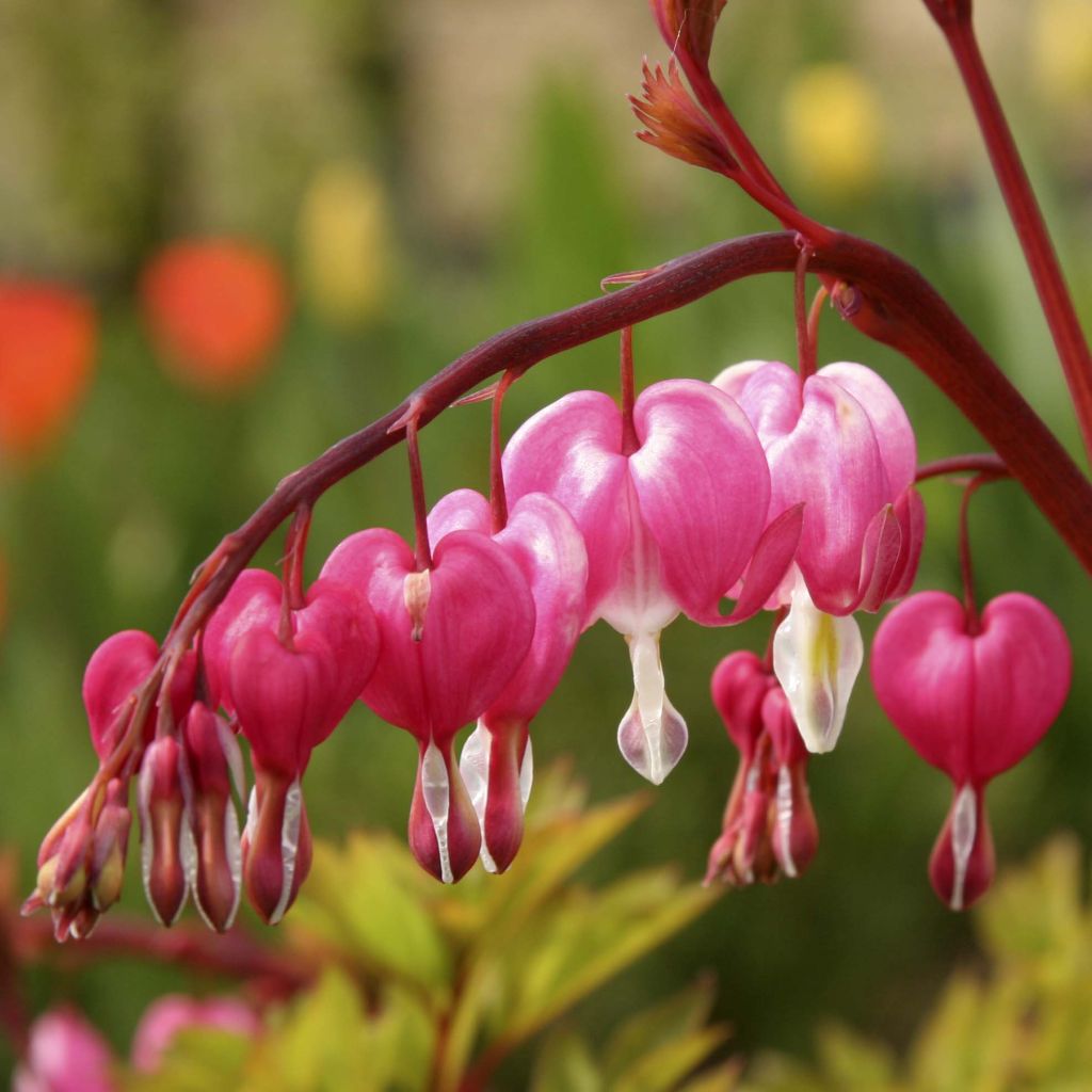 Dicentra spectabilis - Flores en el corazón