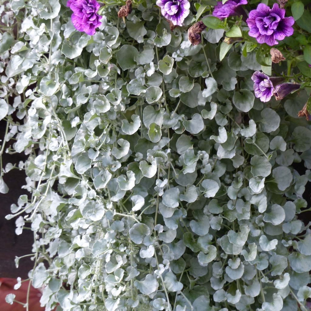 Dichondra argentea Silver Falls