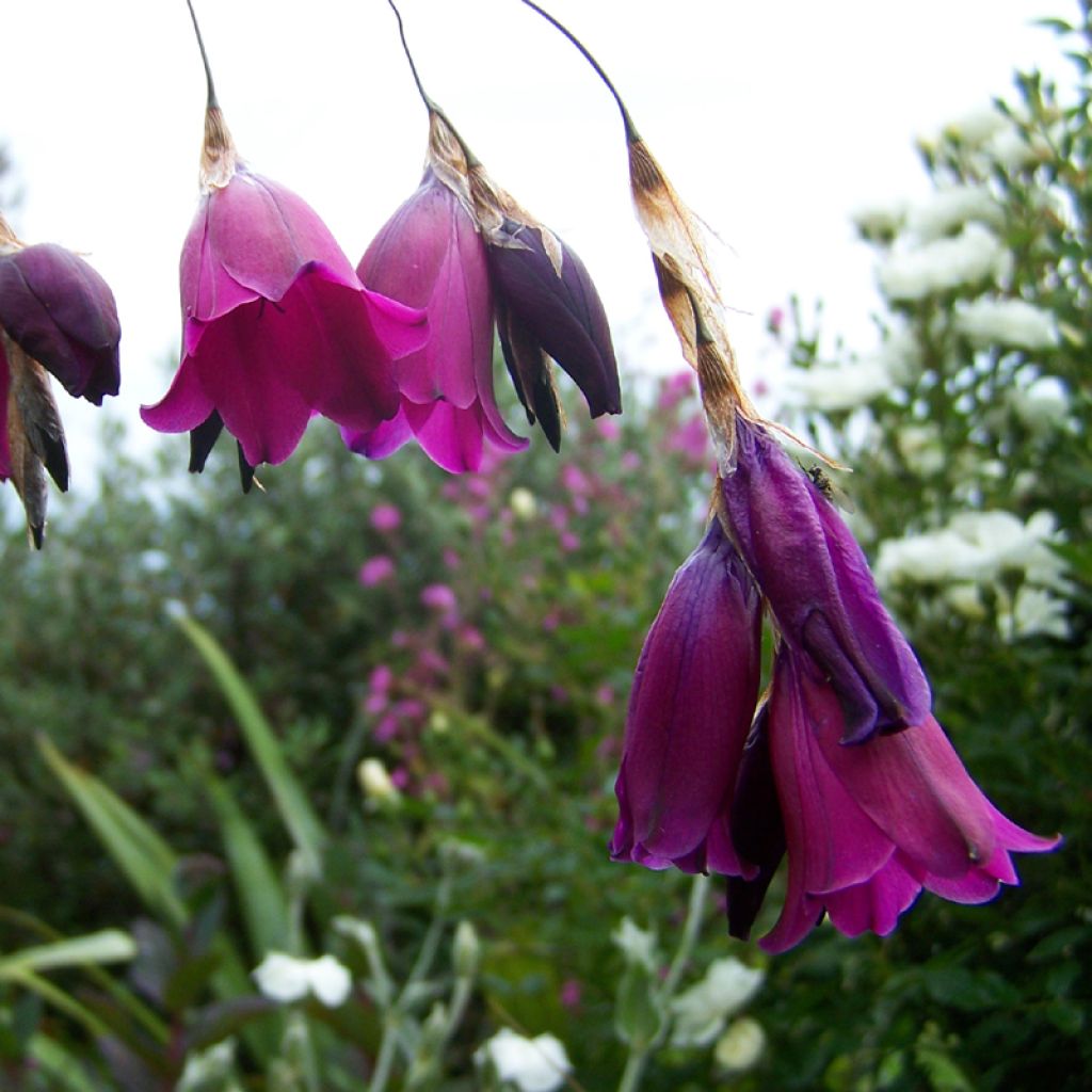 Dierama Blackberry Bells - Pluma del ángel