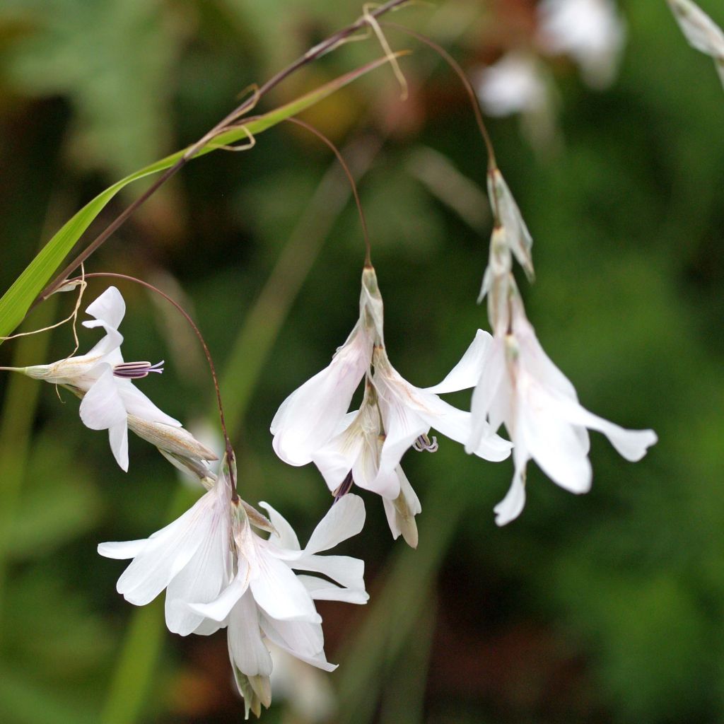 Dierama Guinevere - Pluma del ángel