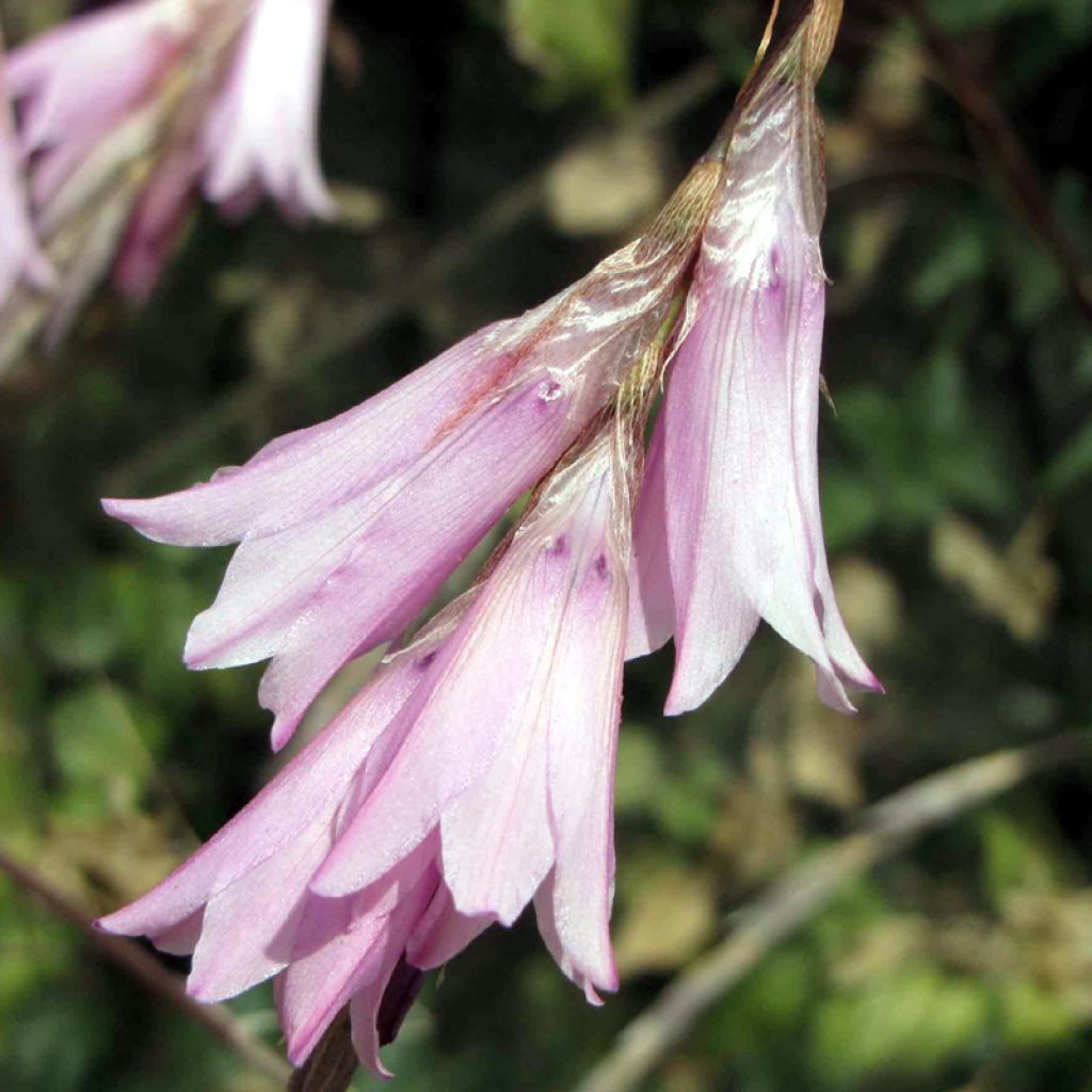 Dierama Pink Rocket - Pluma del ángel