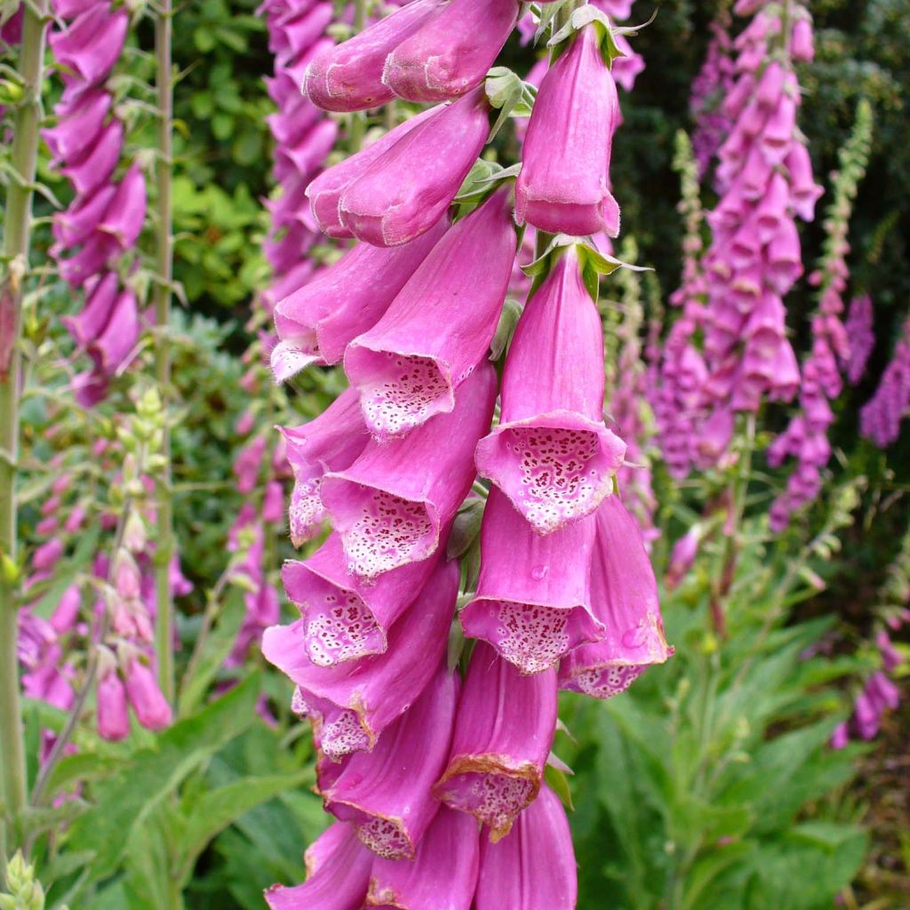 Digitalis purpurea