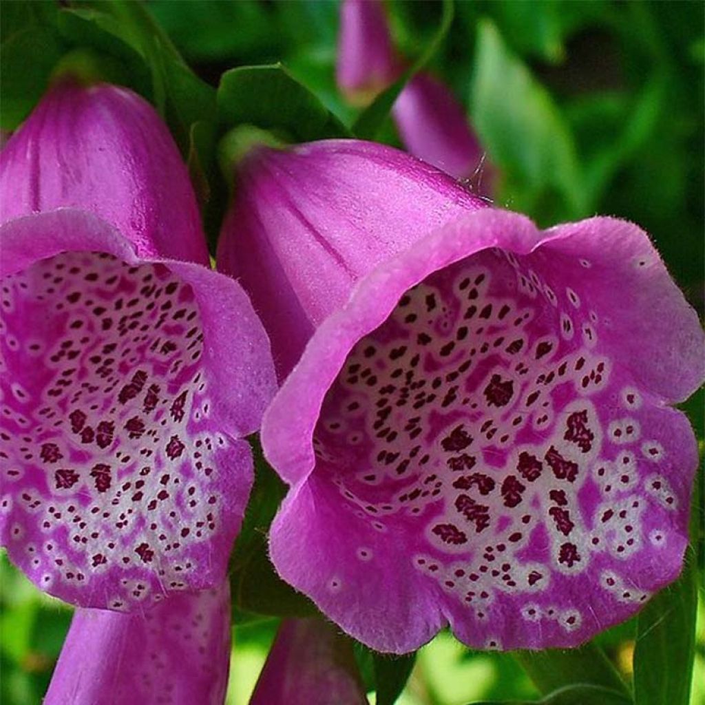 Digitalis purpurea