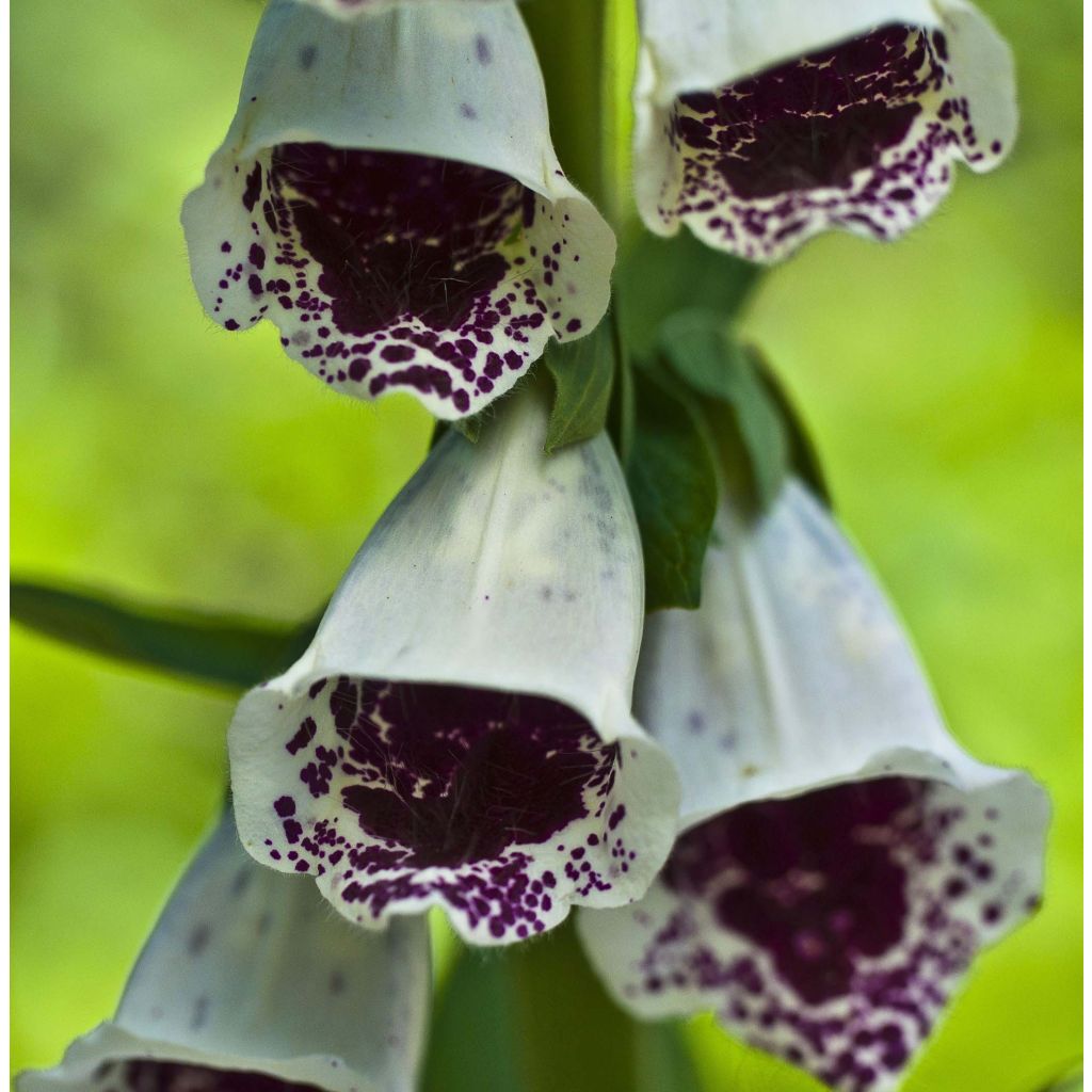 Digitalis purpurea Pam s Choice