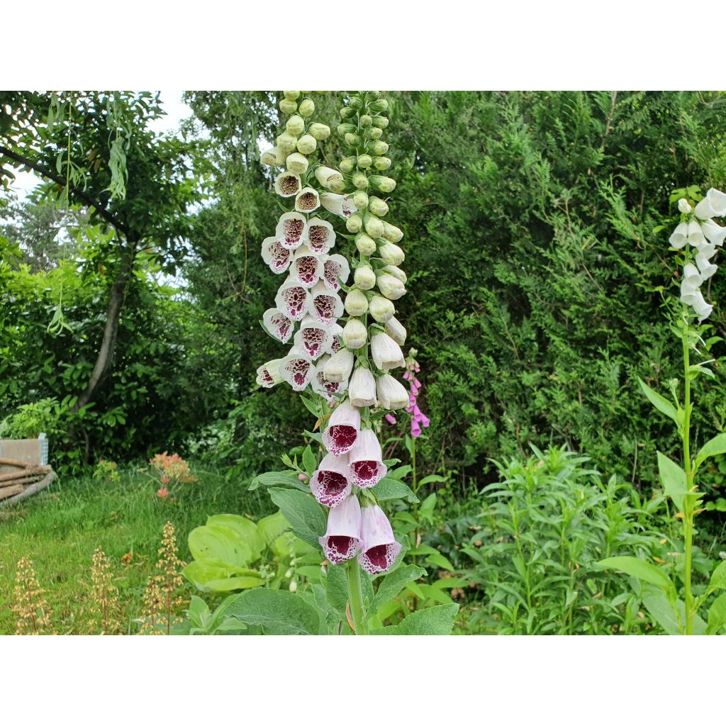 Digitalis purpurea Pam s Choice