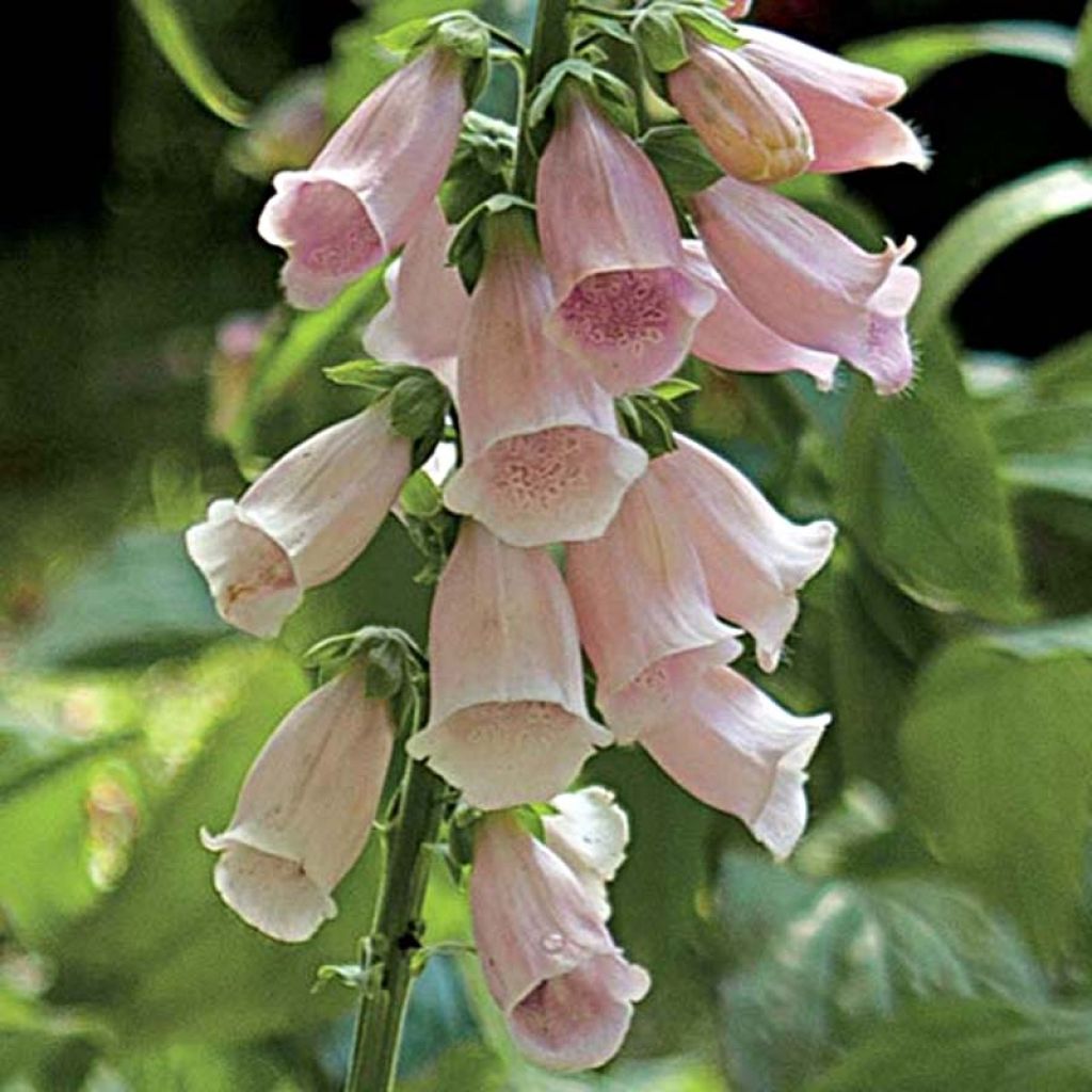 Digitalis purpurea Suttons Apricot