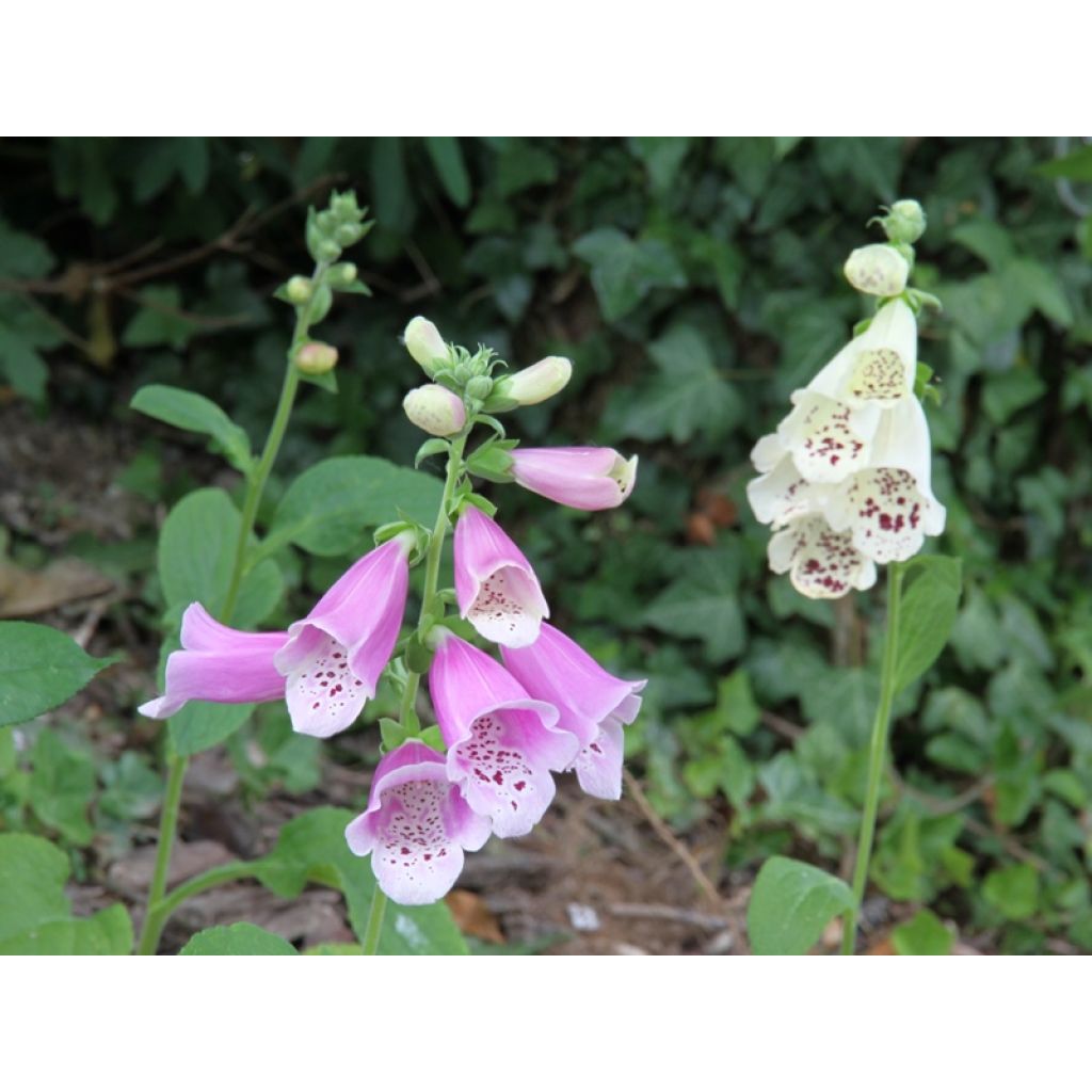 Digitalis Dalmatian - Digital