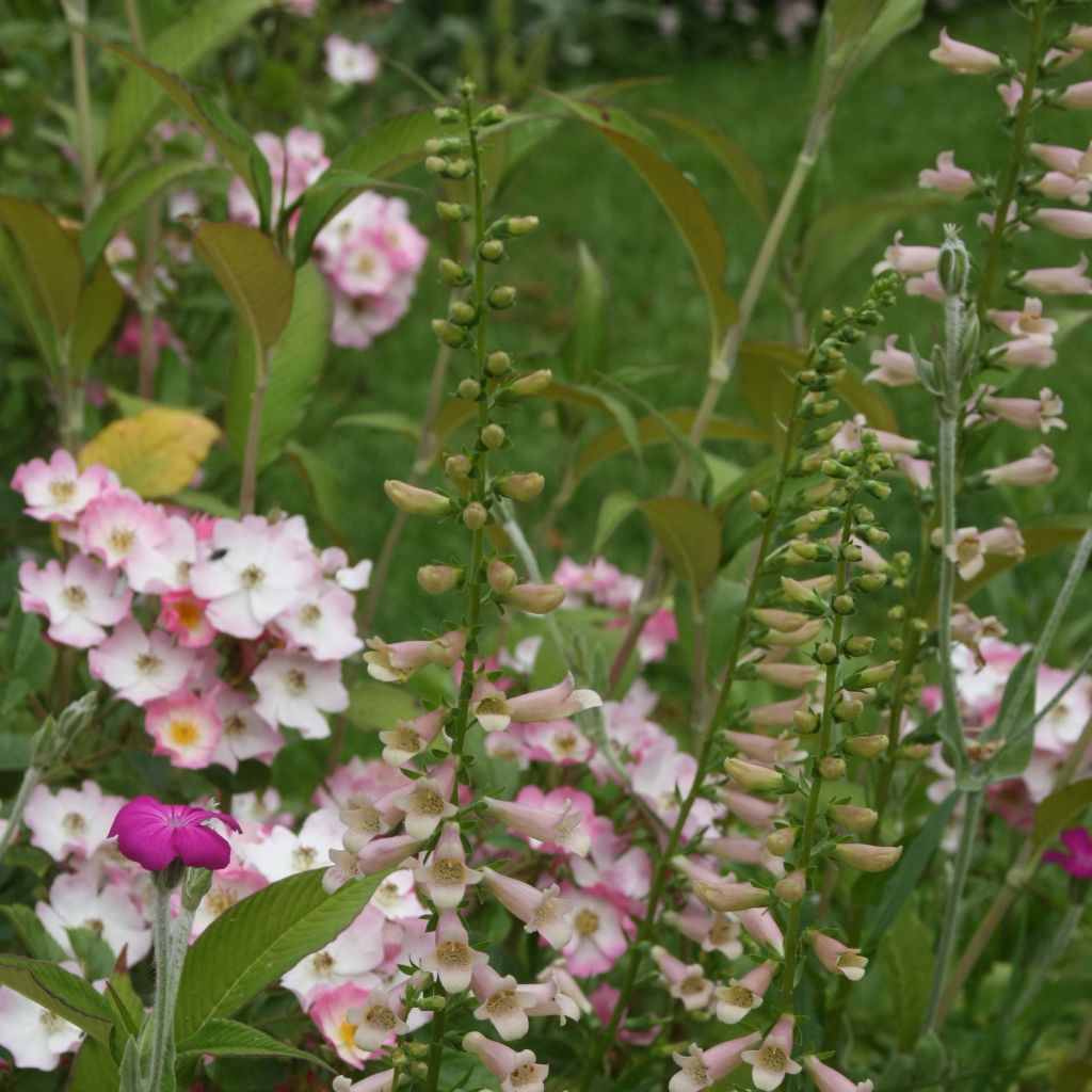 Digitalis Glory of Roundway - Digital