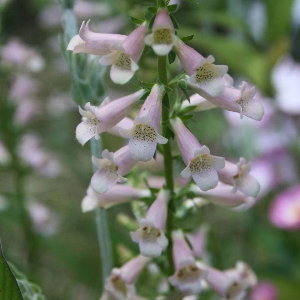 Digitalis Glory of Roundway - Digital