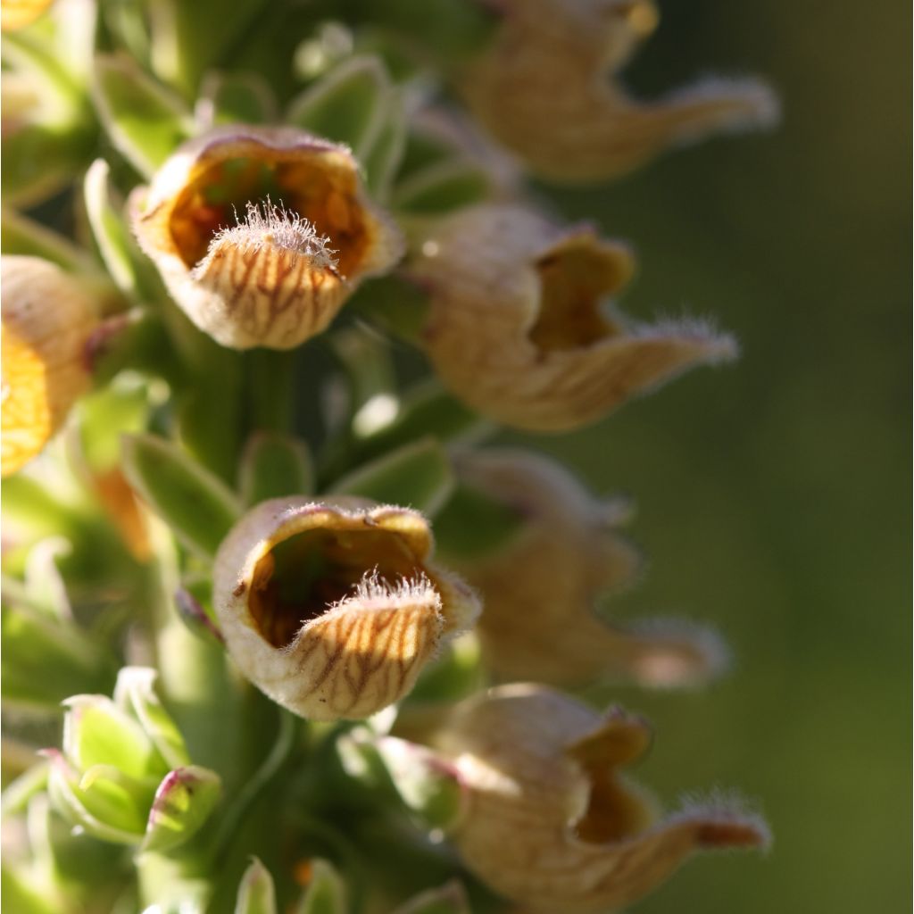 Digitalis ferruginea Gigantea - Digital roja