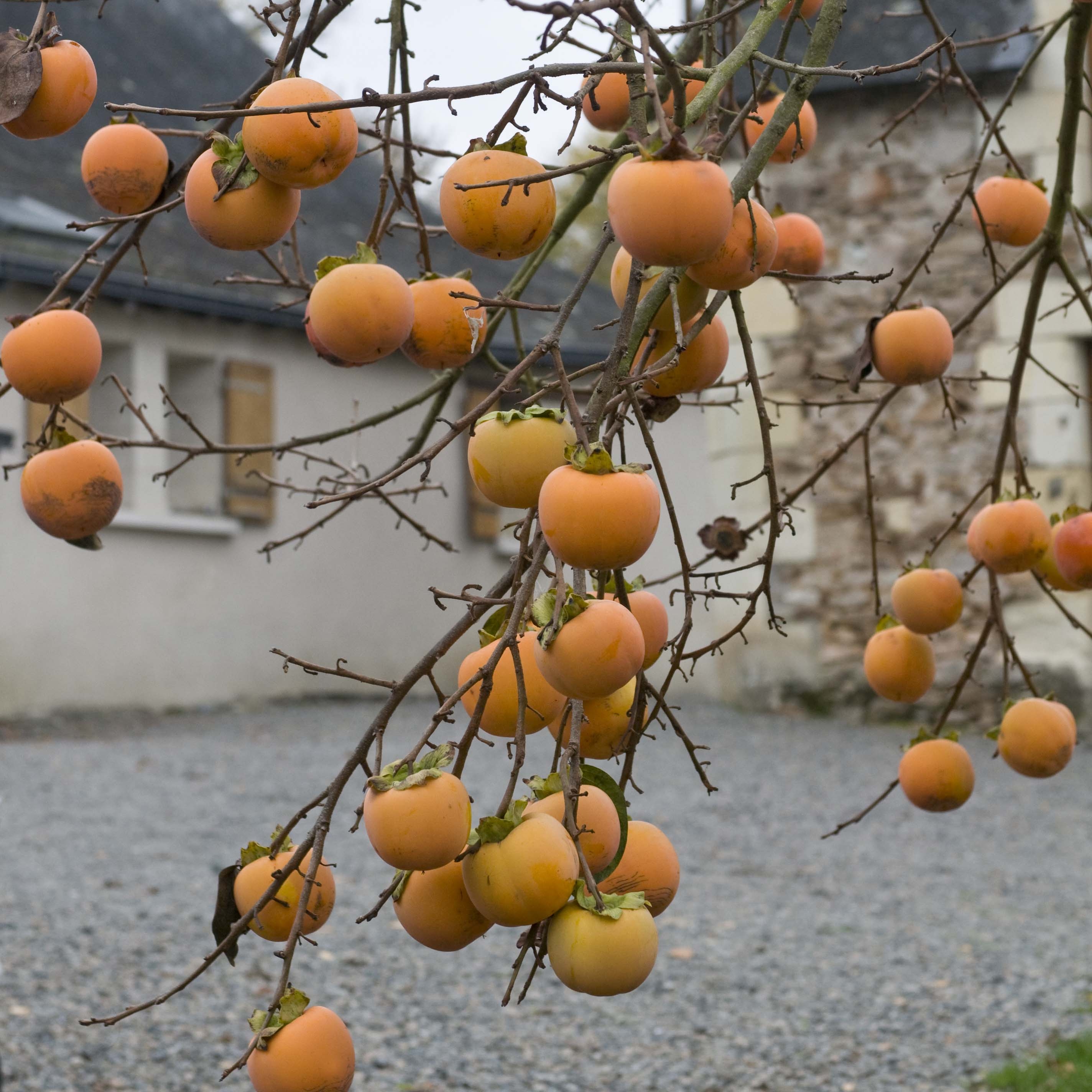 Caqui - Diospyros kaki