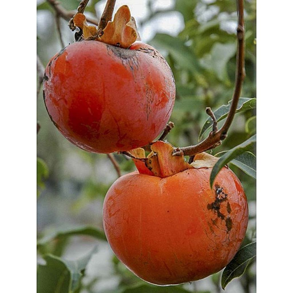 Mini kiwi Red Jumbo - Actinidia arguta