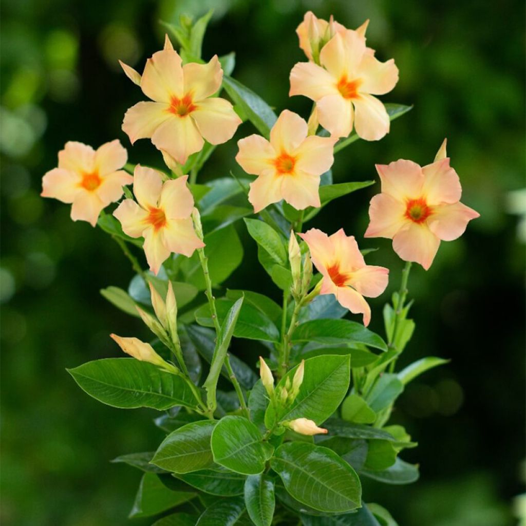 Dipladenia Diamantina Emerald Amber Star (Grimpantes)