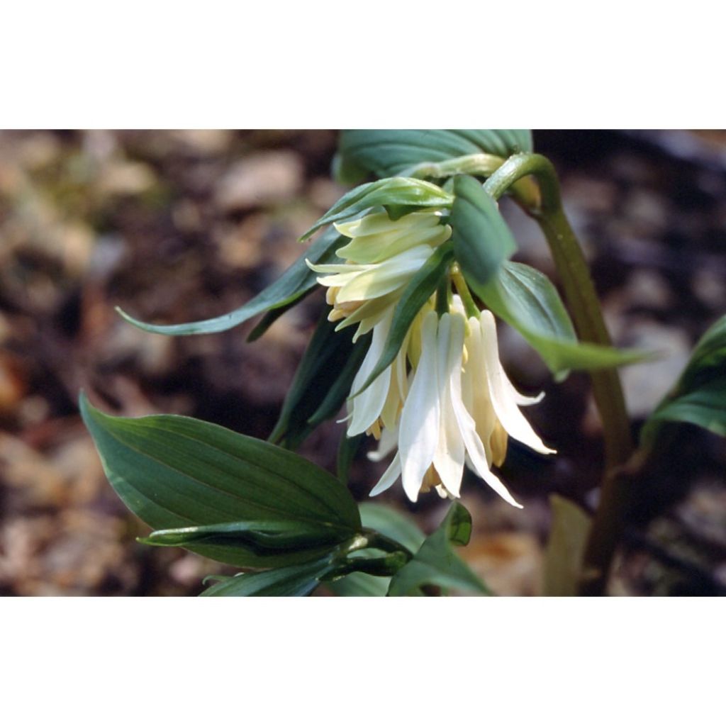 Disporum megalanthum