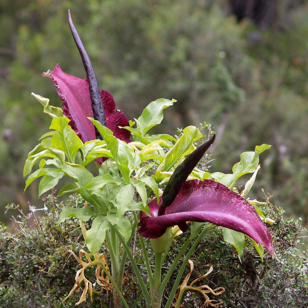 Dracunculus vulgaris - Dragón de verano