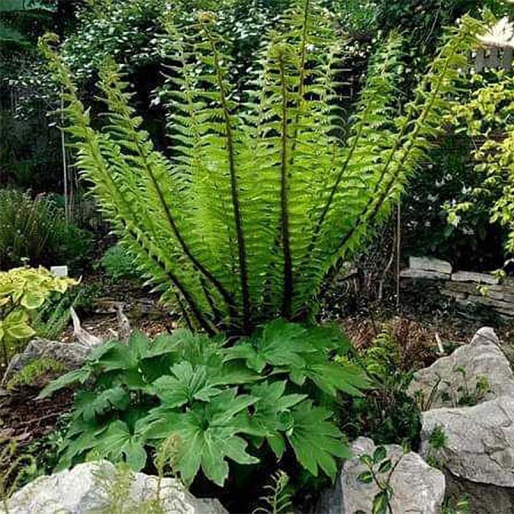 Dryopteris crassirhizoma - Helecho de rizoma grueso