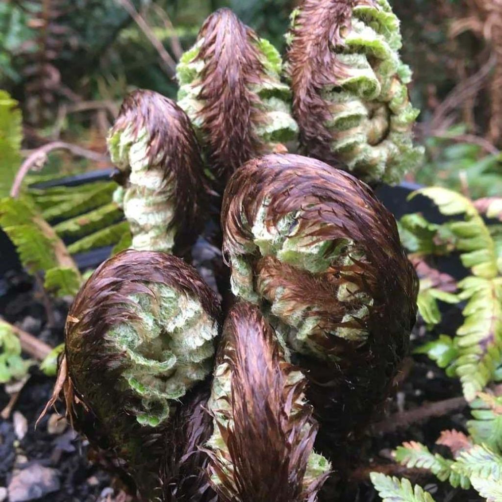 Dryopteris crassirhizoma - Helecho de rizoma grueso