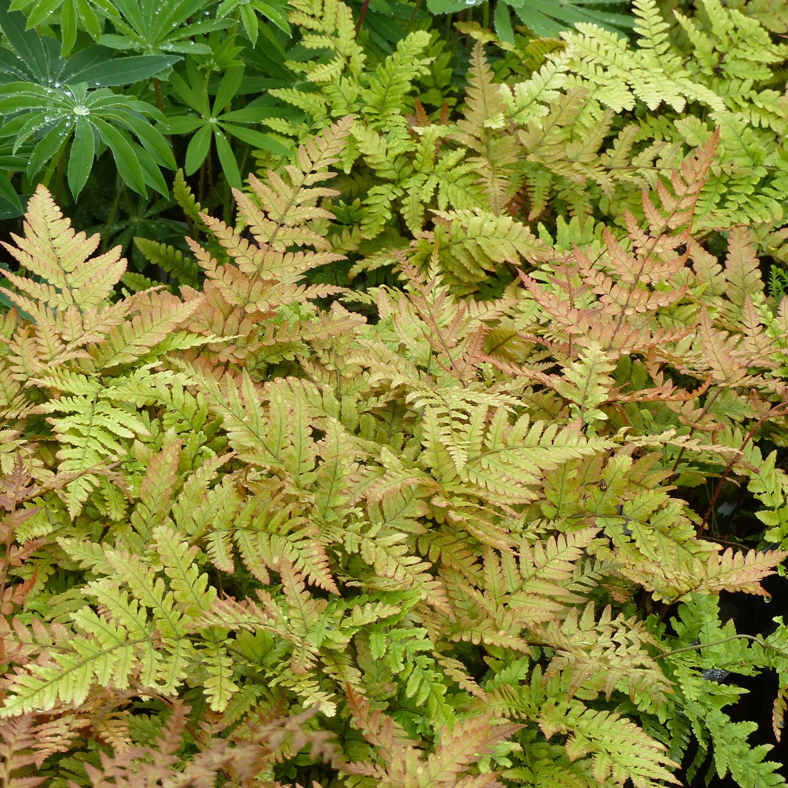 Dryopteris erythrosora - Helecho macho de sori rojos