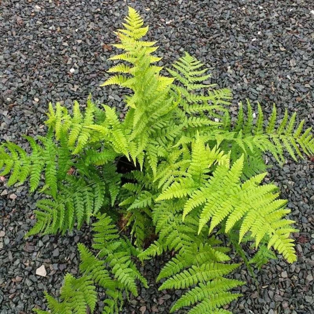 Dryopteris stewartii - Helecho