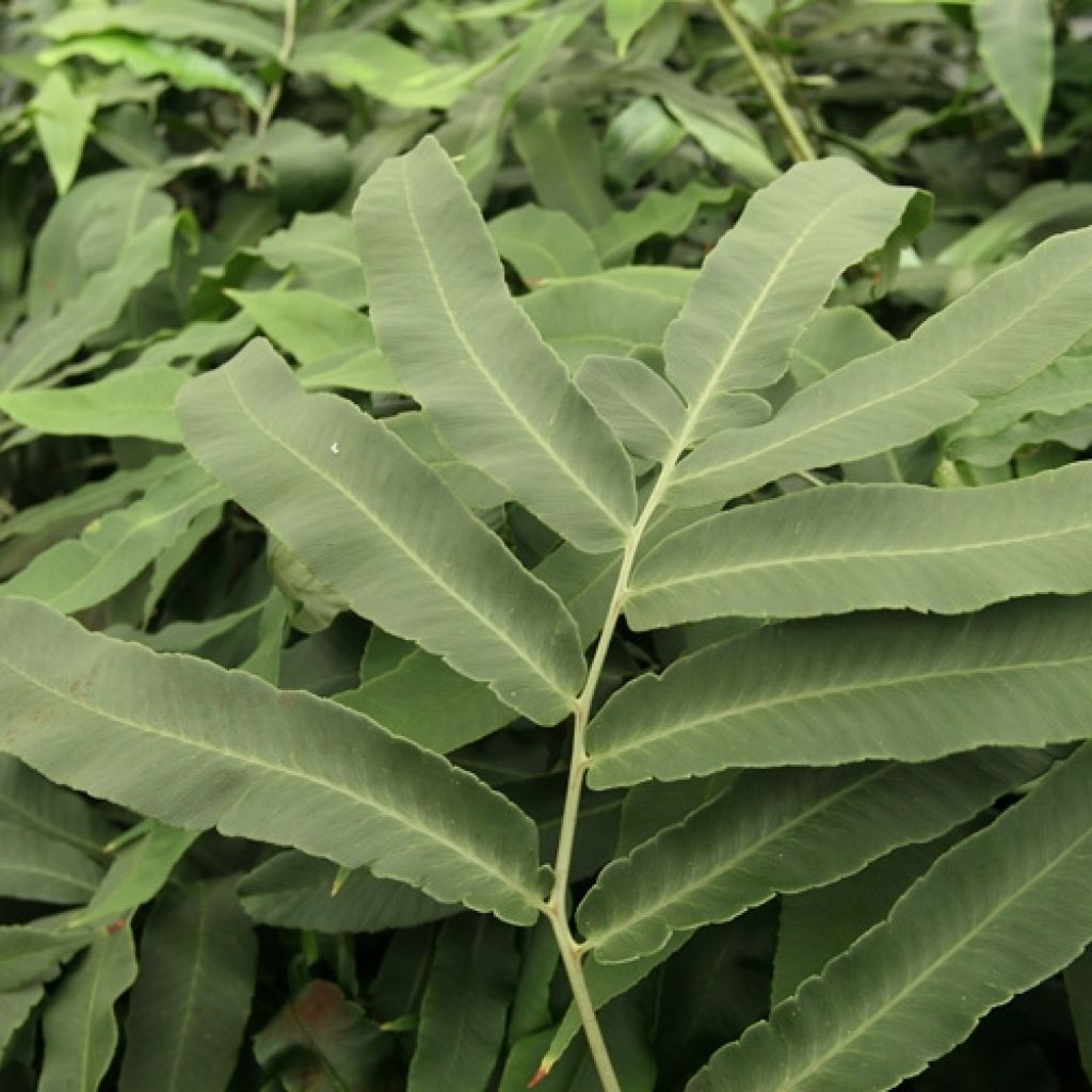 Dryopteris sieboldii - Helecho