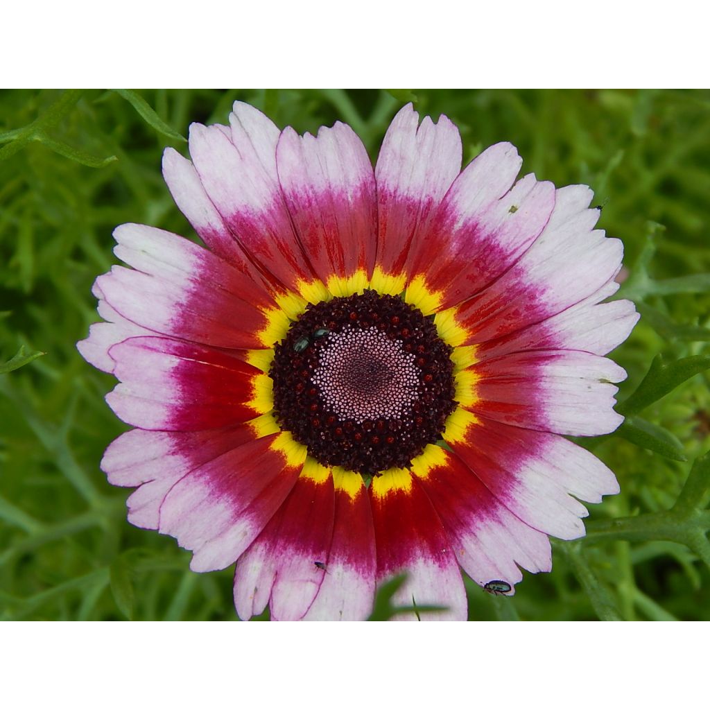 Chrysanthemum carinatum Summer Festival - Crisantemo