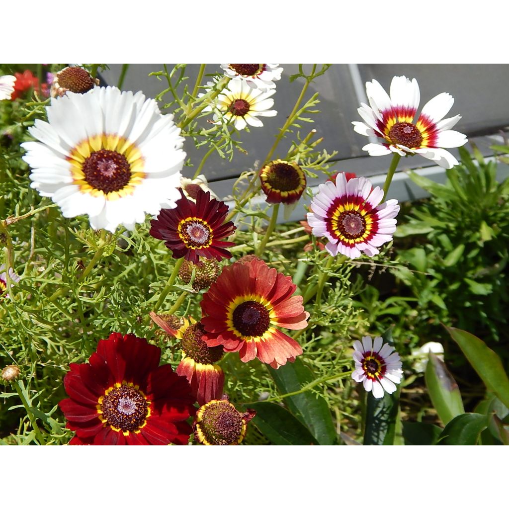 Chrysanthemum carinatum Summer Festival - Crisantemo