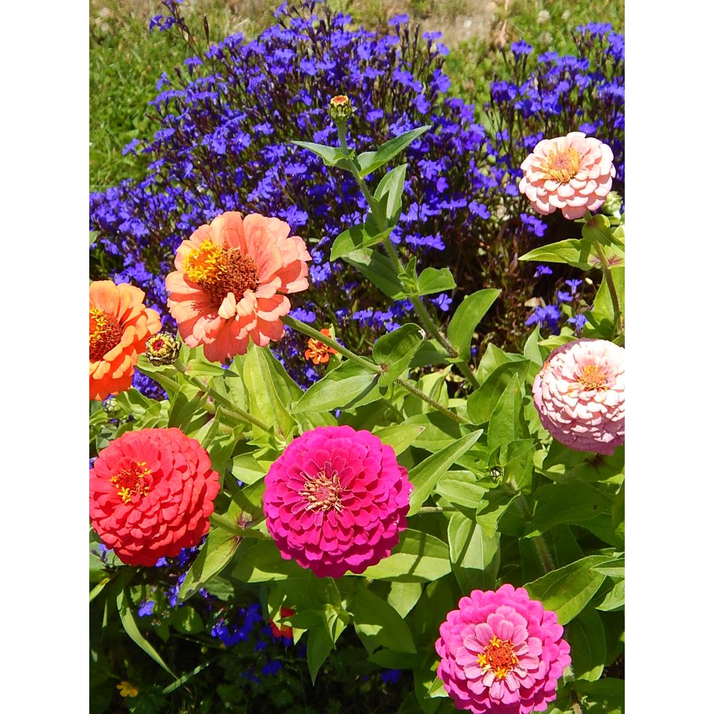 Zinnia Lilliput Mix