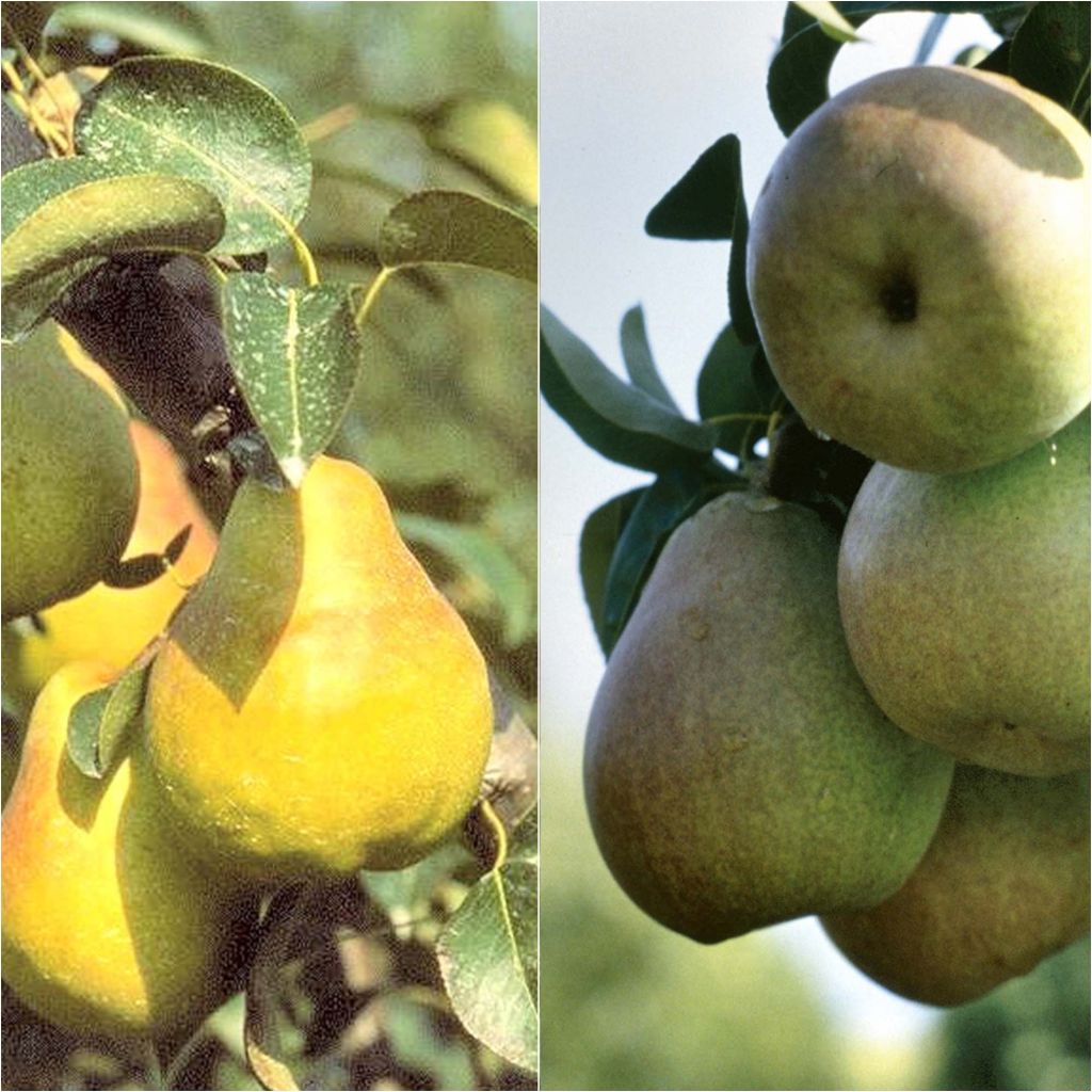 Pair of pollinator pear trees on half-standard