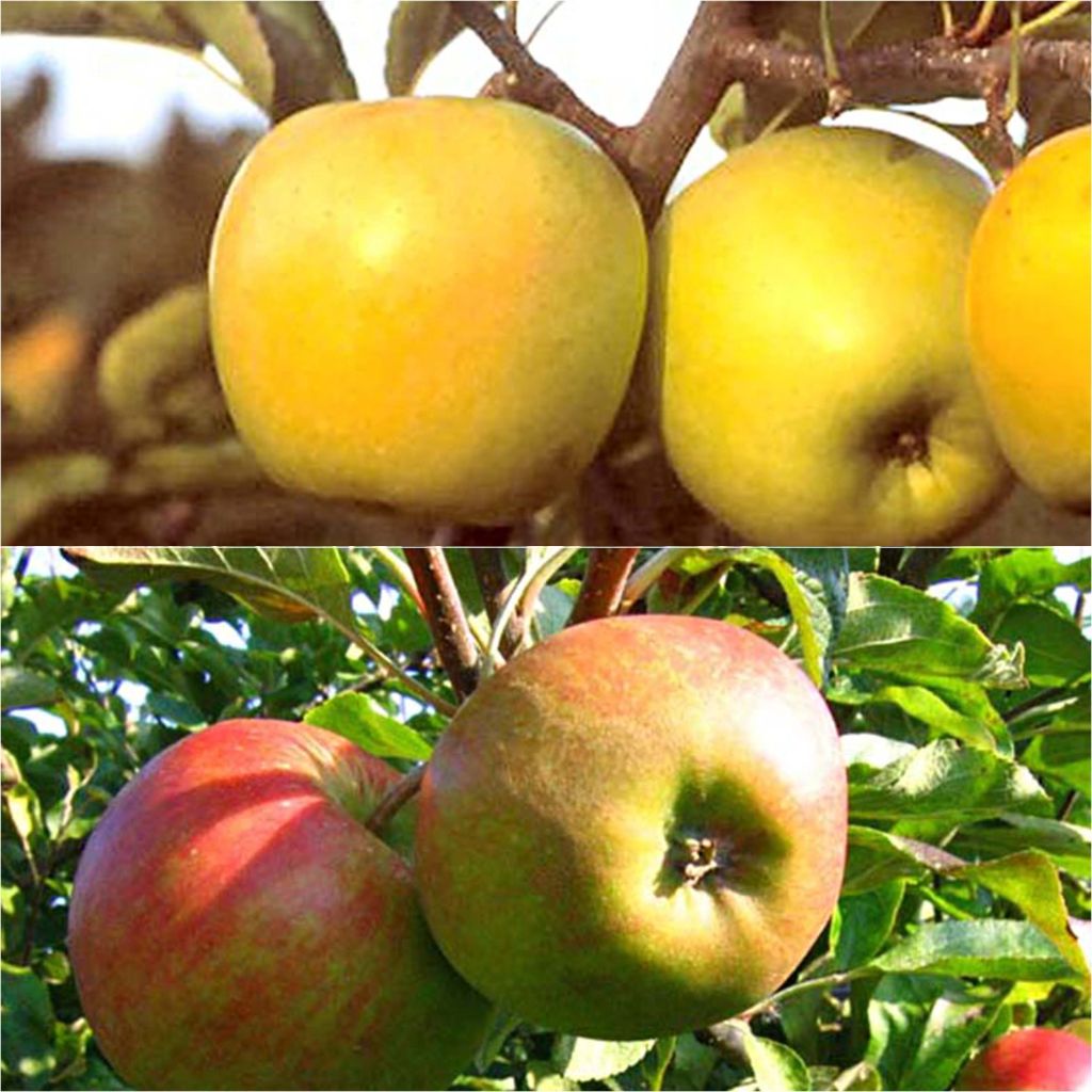 Culinary Apple Duo Pollinator in Container