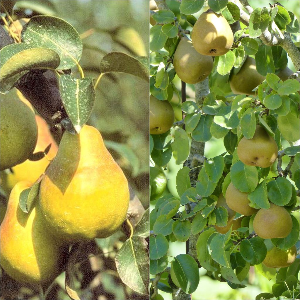 Organic Pear Tree Pollinator Duo for a Spread Out Harvest