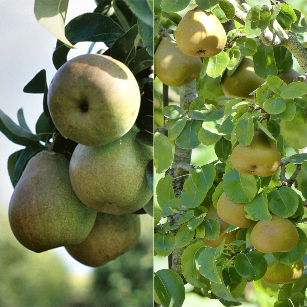 Pair of classic pear trees in goblet shape pollinator