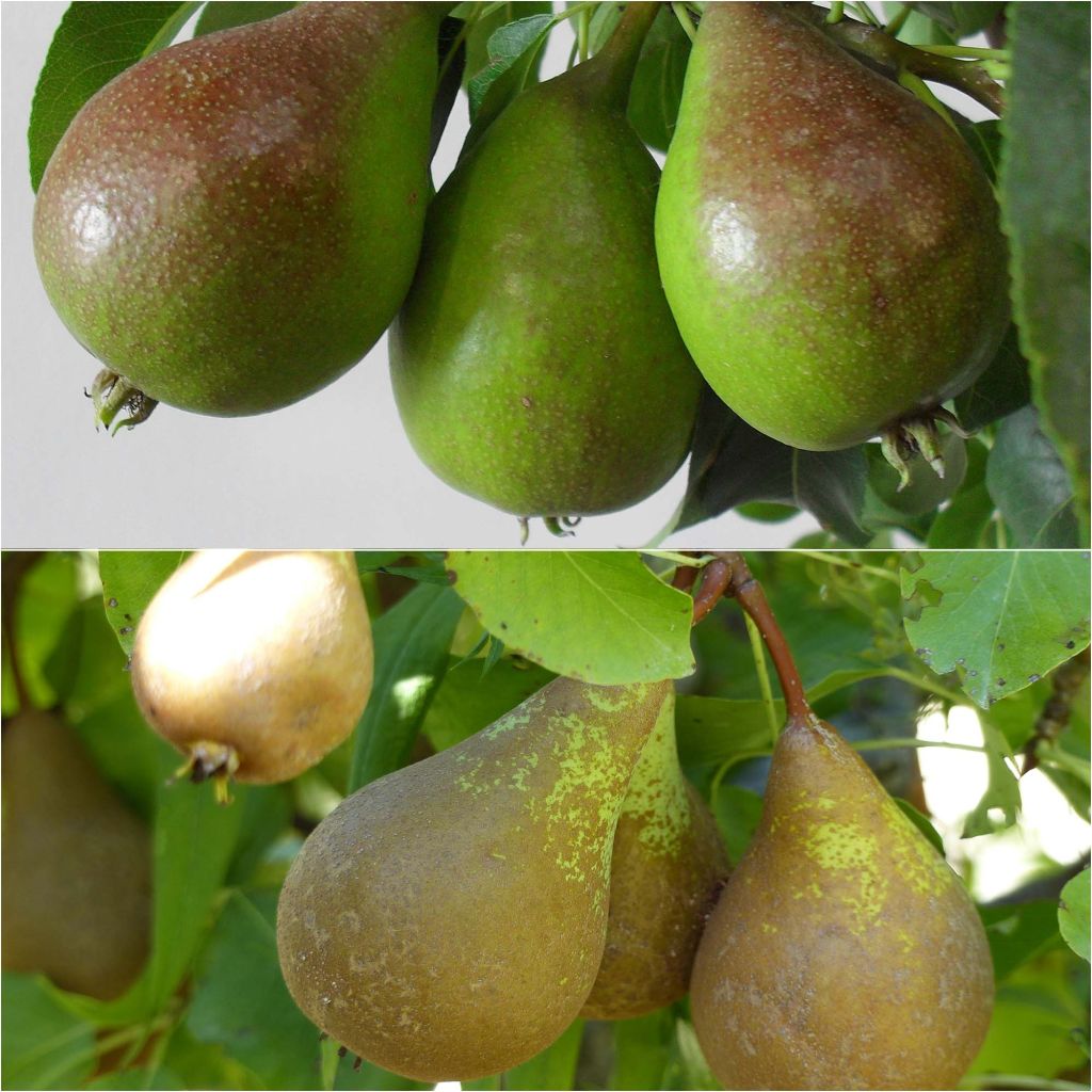 Pair of Peral pollinator goblet-trained trees