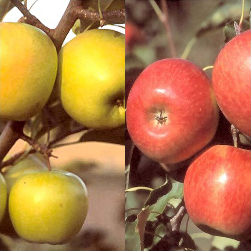 Organic Manzano Apple Trees: Reliable Pollinator Duo