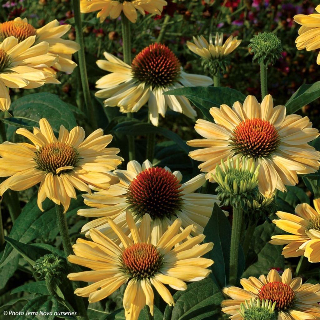 Echinacea purpurea Aloha