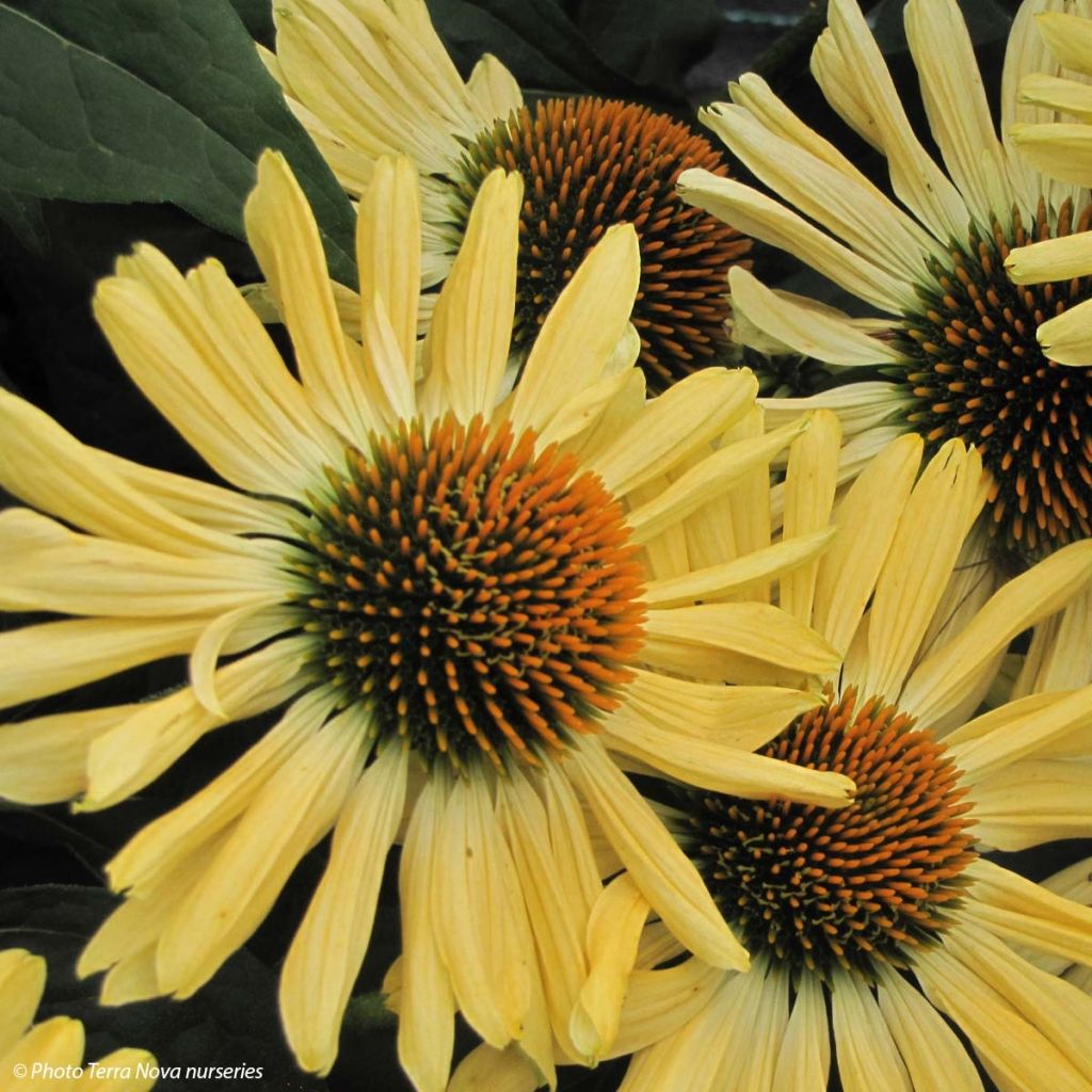 Echinacea purpurea Aloha