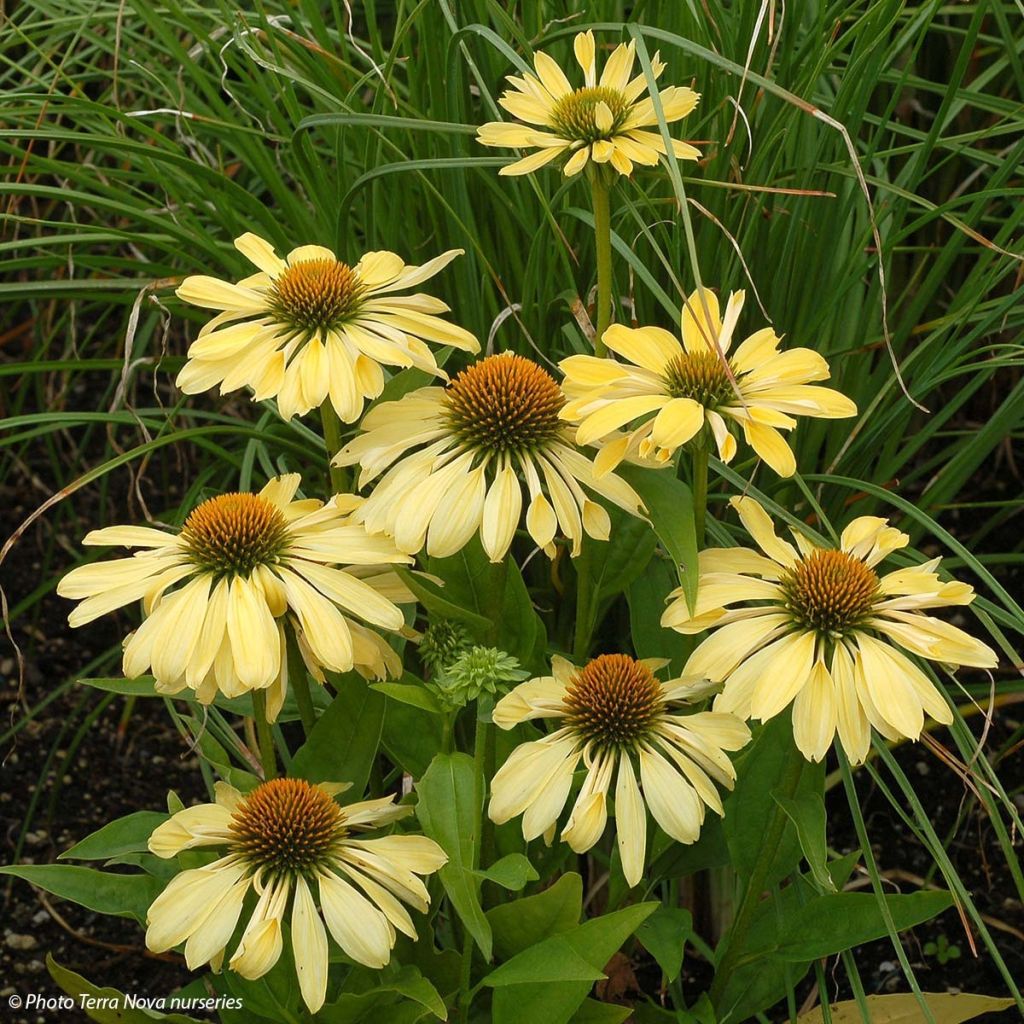 Echinacea purpurea Chiquita