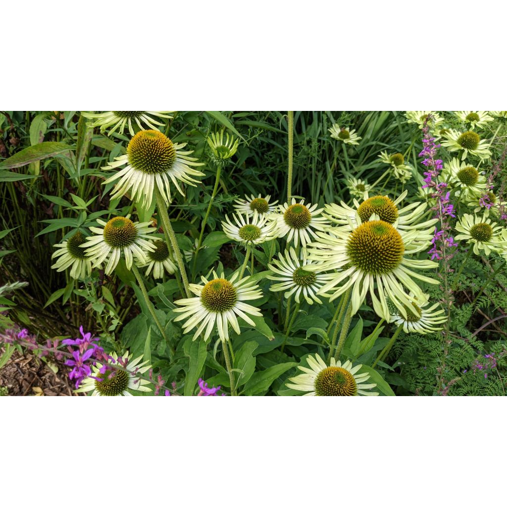 Echinacea purpurea Green Jewel