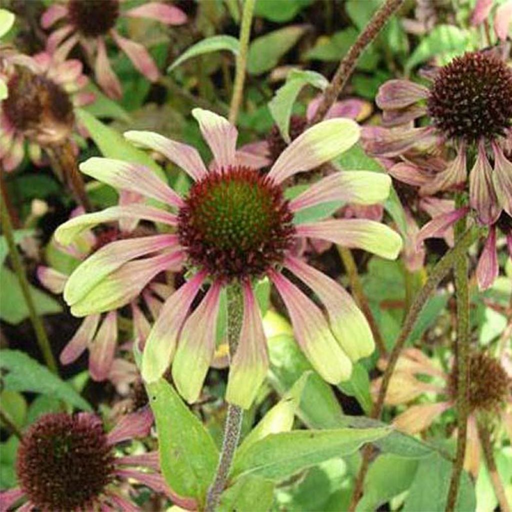 Echinacea purpurea Green Twister