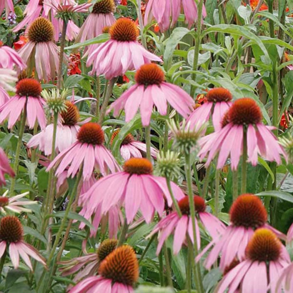 Rudbeckia ou Echinacea purpurea Kim's Knee High