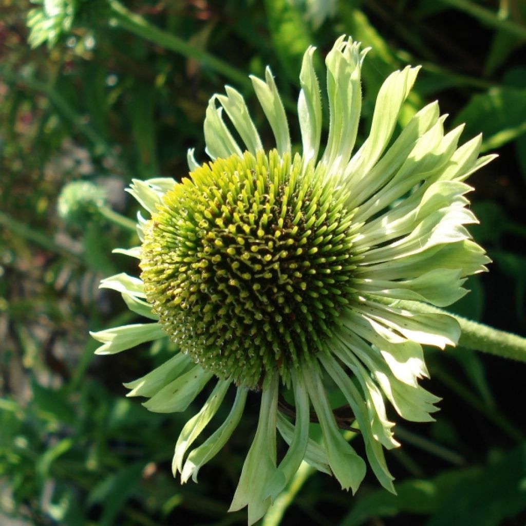 Echinacea purpurea Green Jewel