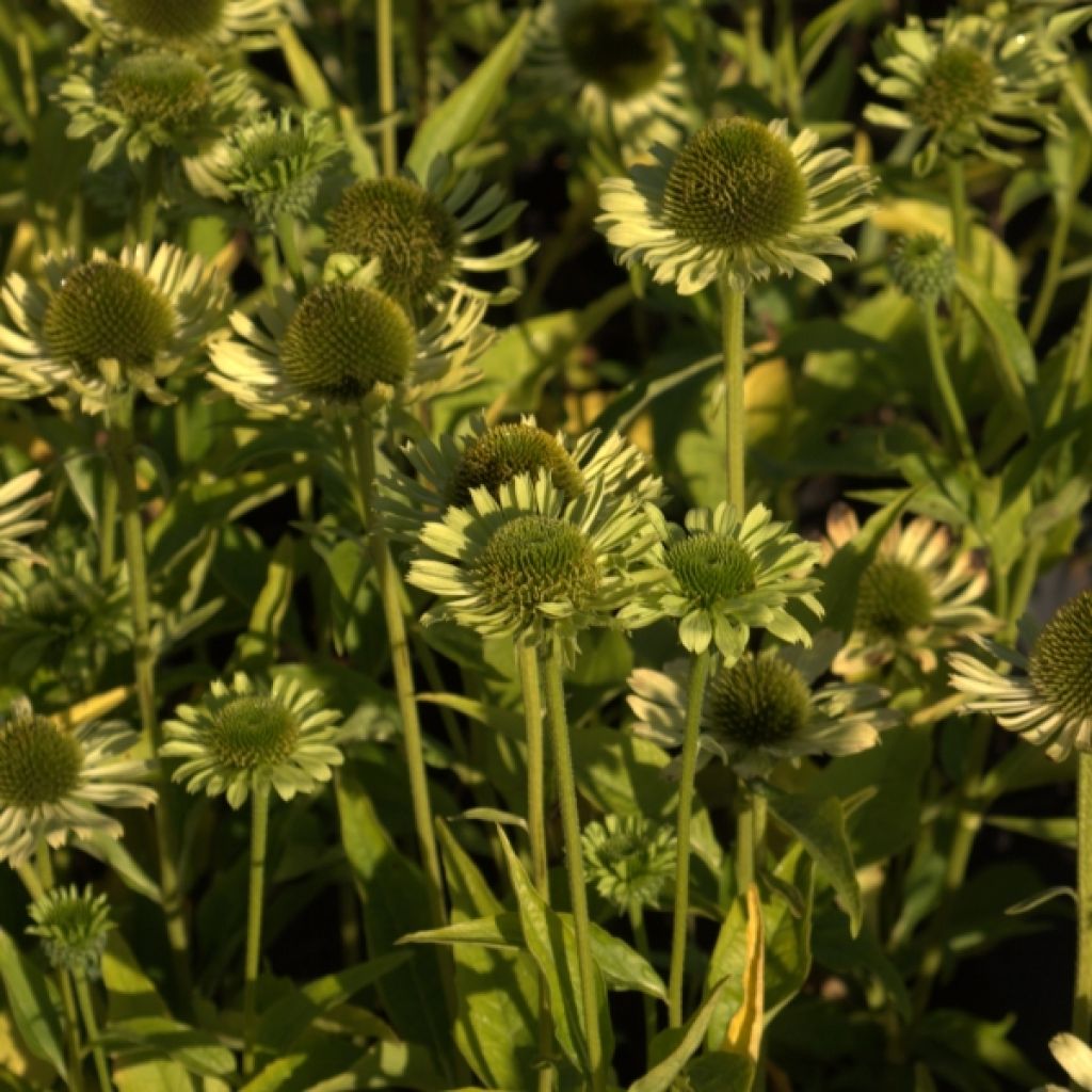 Echinacea purpurea Green Jewel