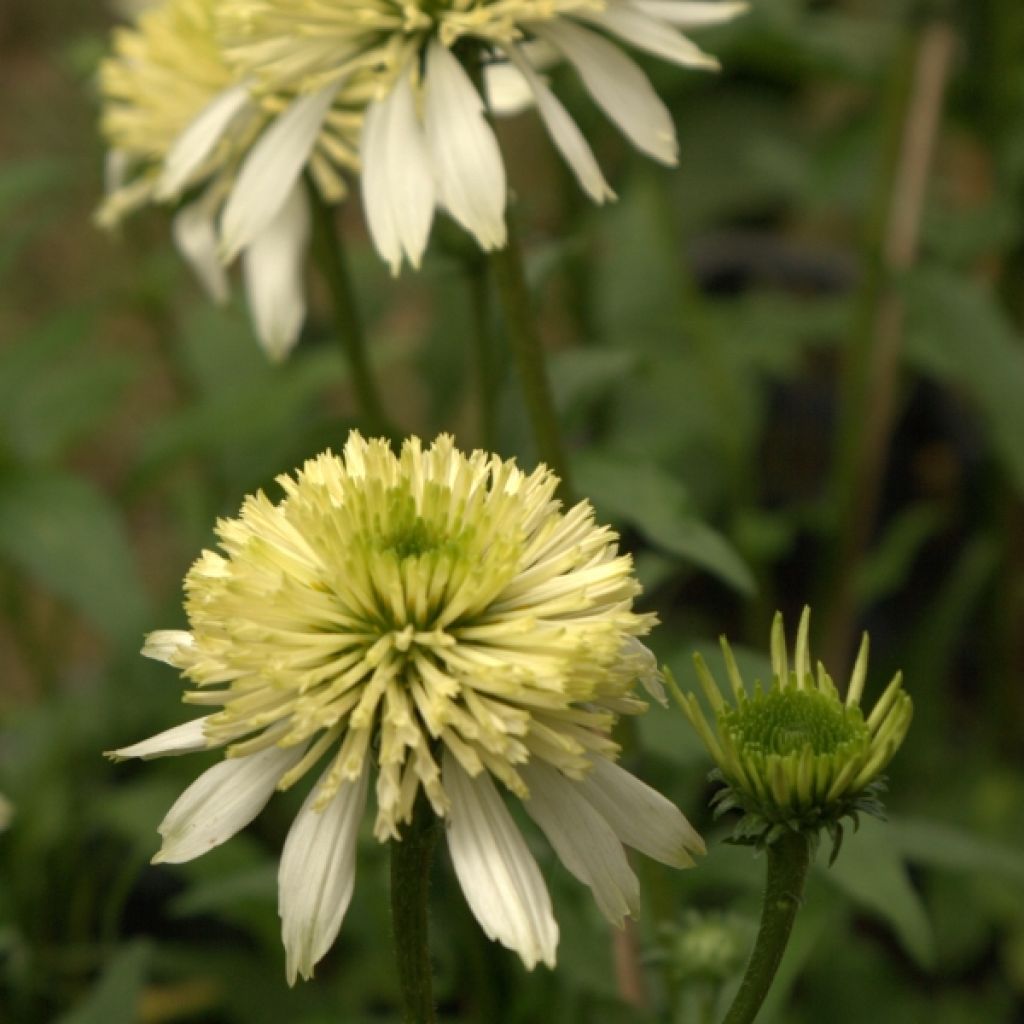 Echinacea purpurea Meringue