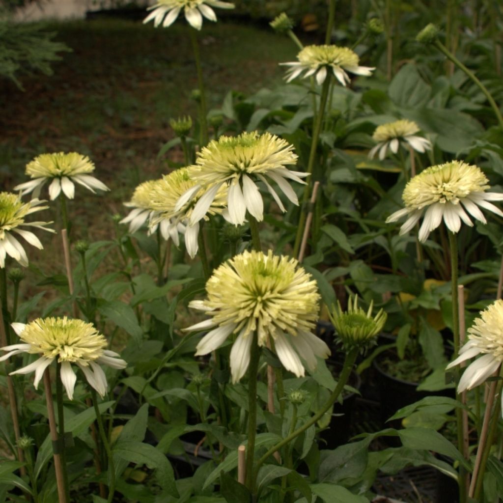 Echinacea purpurea Meringue