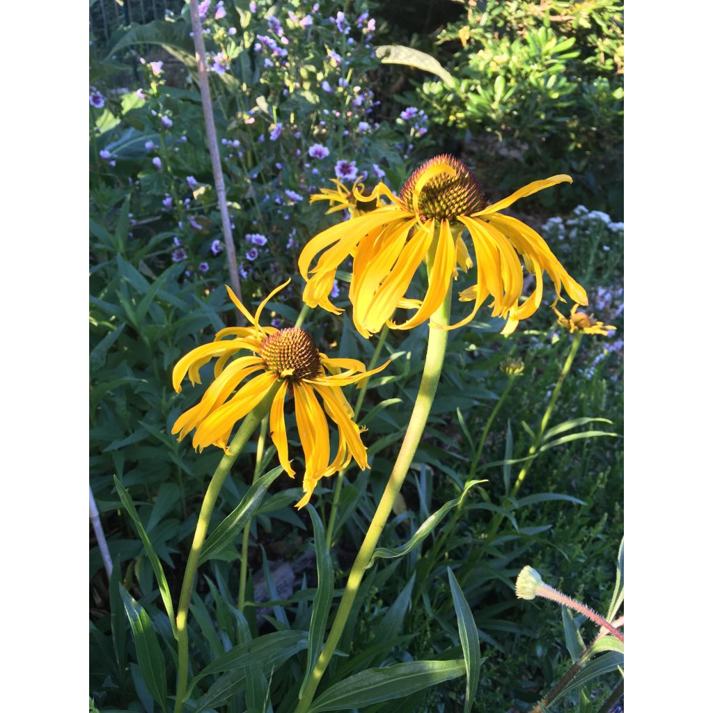 Echinacea paradoxa - Equinácea paradójica