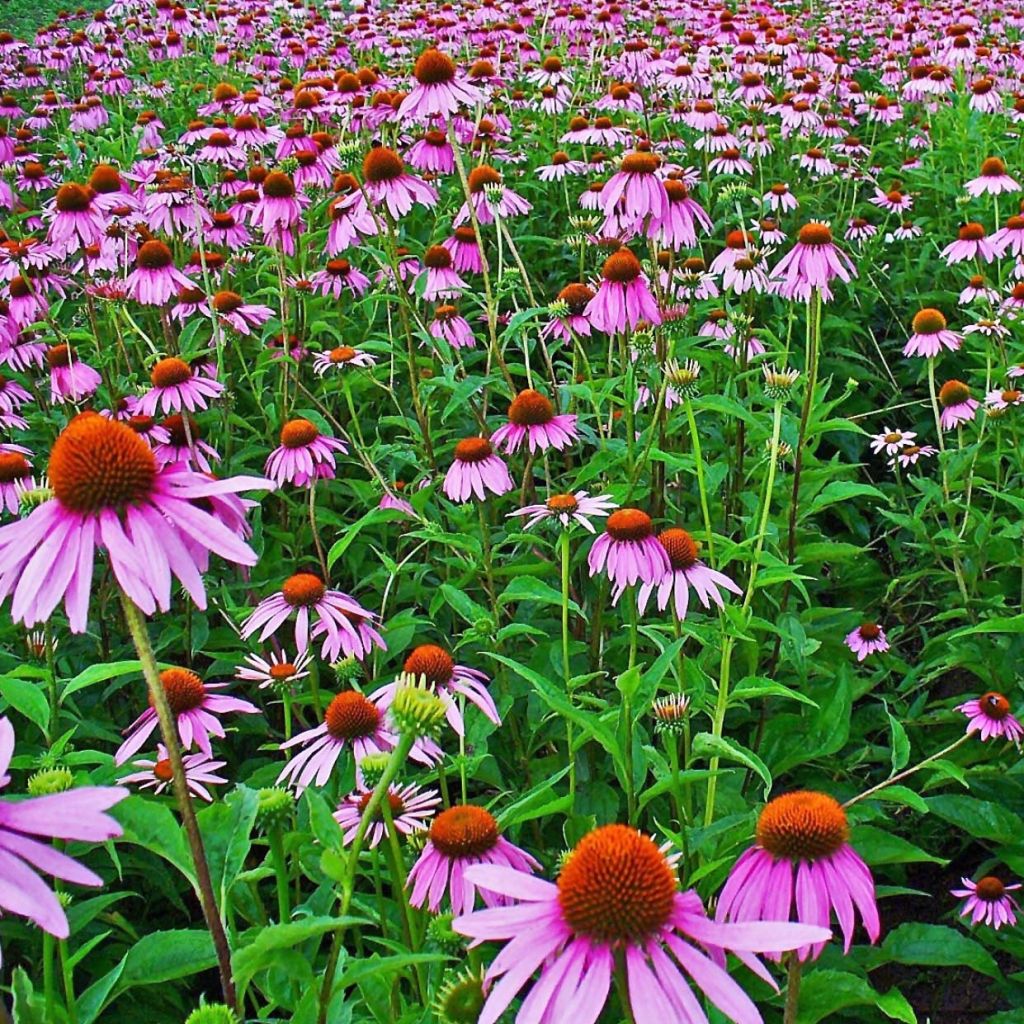 Echinacea purpurea purpúrea