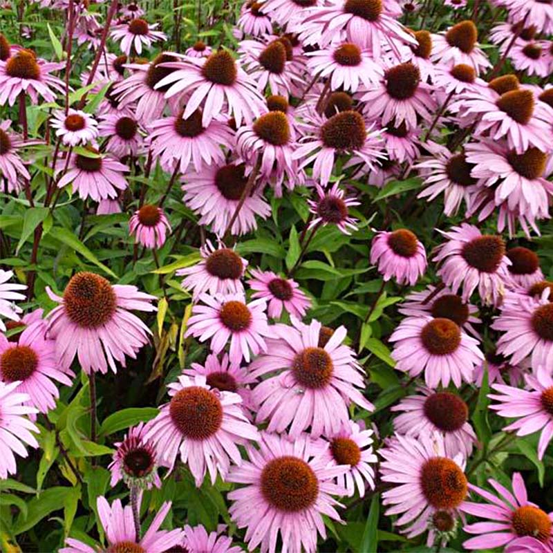 Echinacea purpurea Augustkönigin